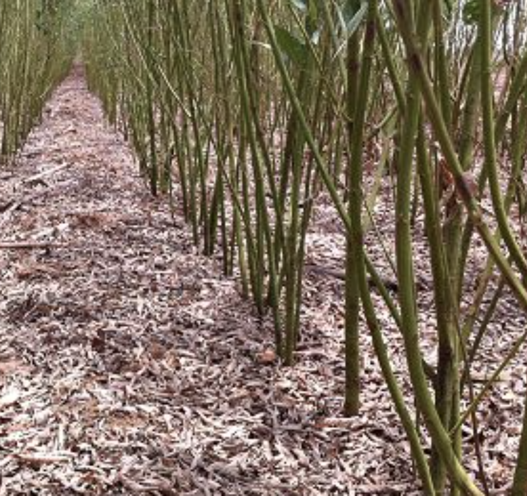 Strengthening Local Partner Capacity for Effective Biodiversity & Poverty Interventions